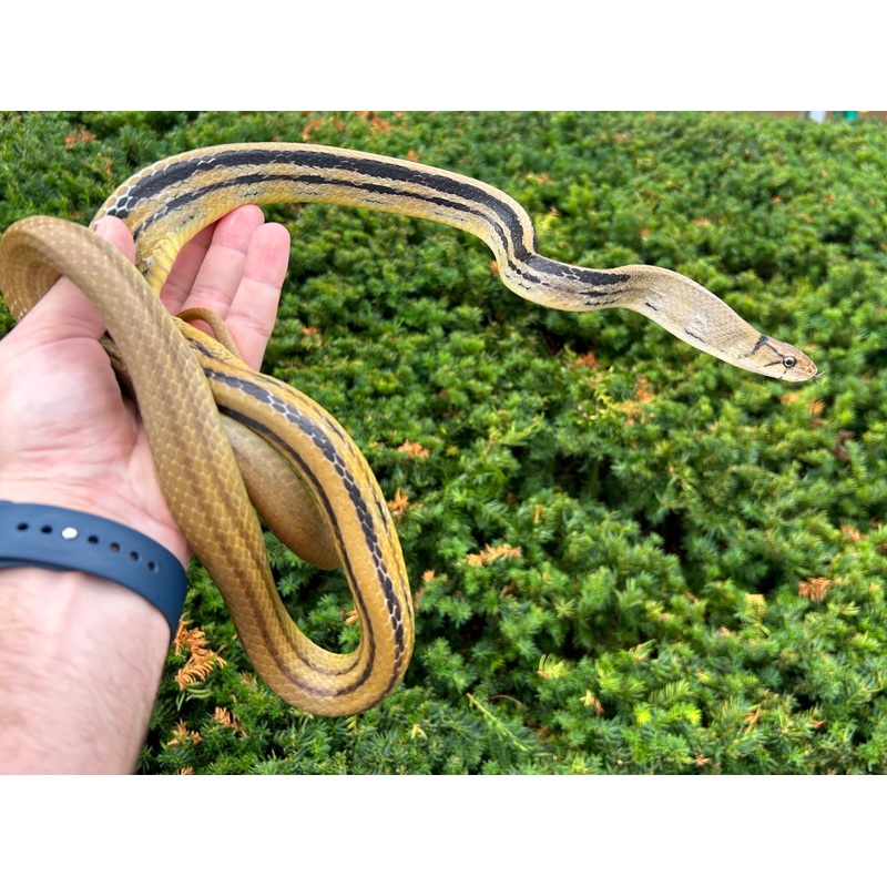 Adult Radiated Ratsnake Male