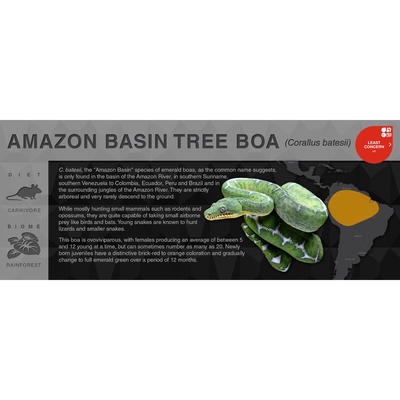 Amazon Basin Tree Boa (Corallus batesii) – Black Series Vivarium Label Black