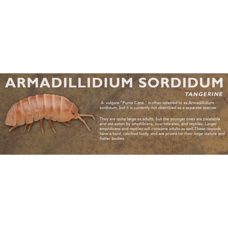 Armadillidium sordidum – Isopod Label Standard Size 7″ x 2.5″ Punta Cana