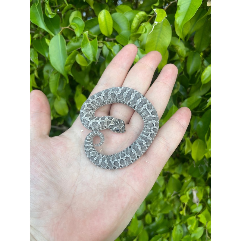 Axanthic Western Hognose