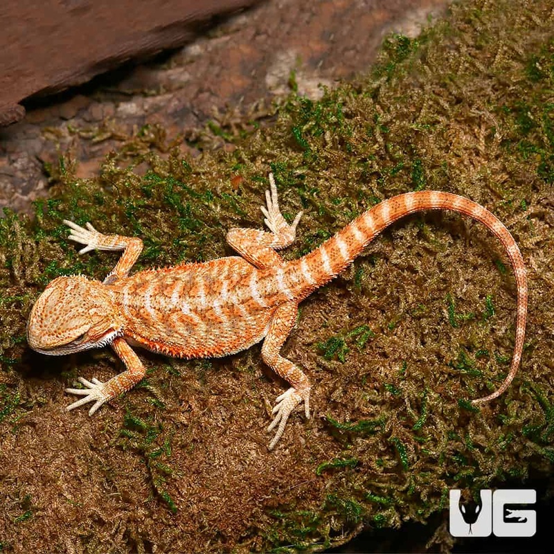 Baby Hypo Ginger Dream Bearded Dragon For Sale