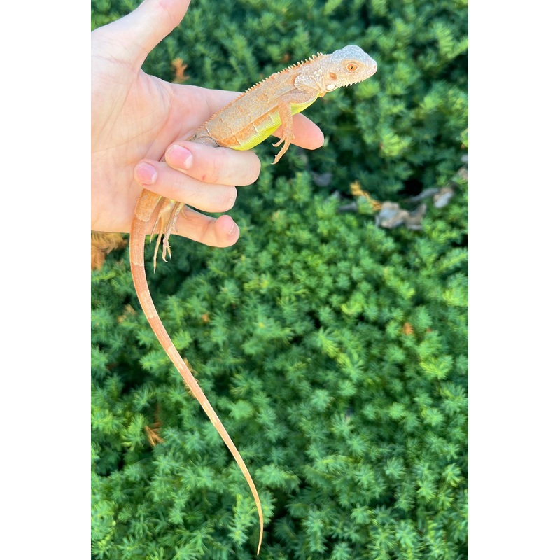 Baby Orange Sunbust Zero Green Iguana (2)