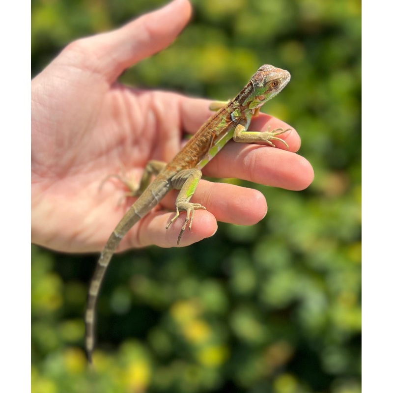 Baby Red Iguana