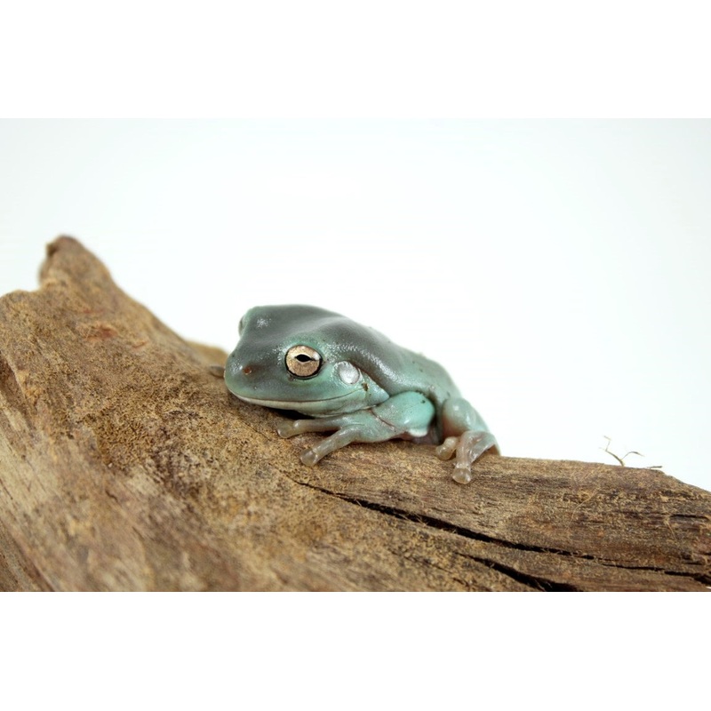 CB Juvenile White’s Tree Frog