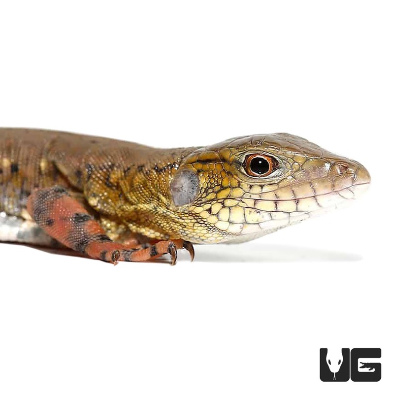 Crocodile Tegu