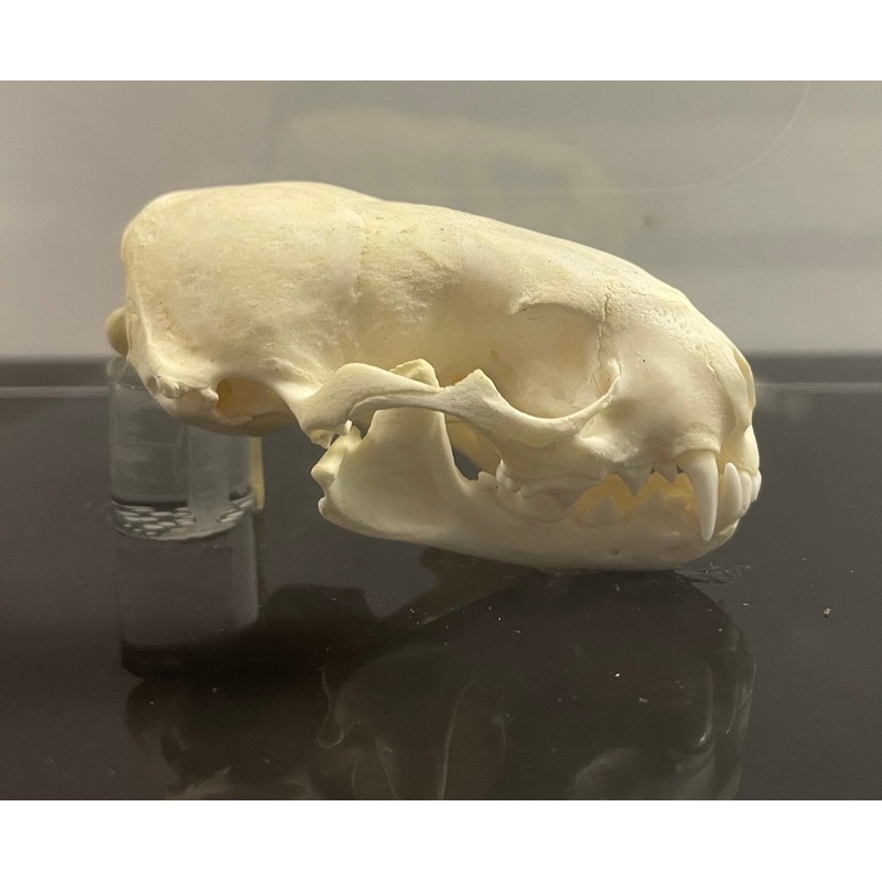 Domestic Ferret Skull