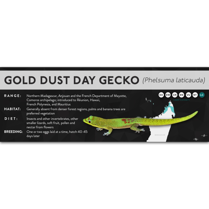 Gold Dust Day Gecko (Phelsuma laticauda) – X Label Normal Laminated Paper