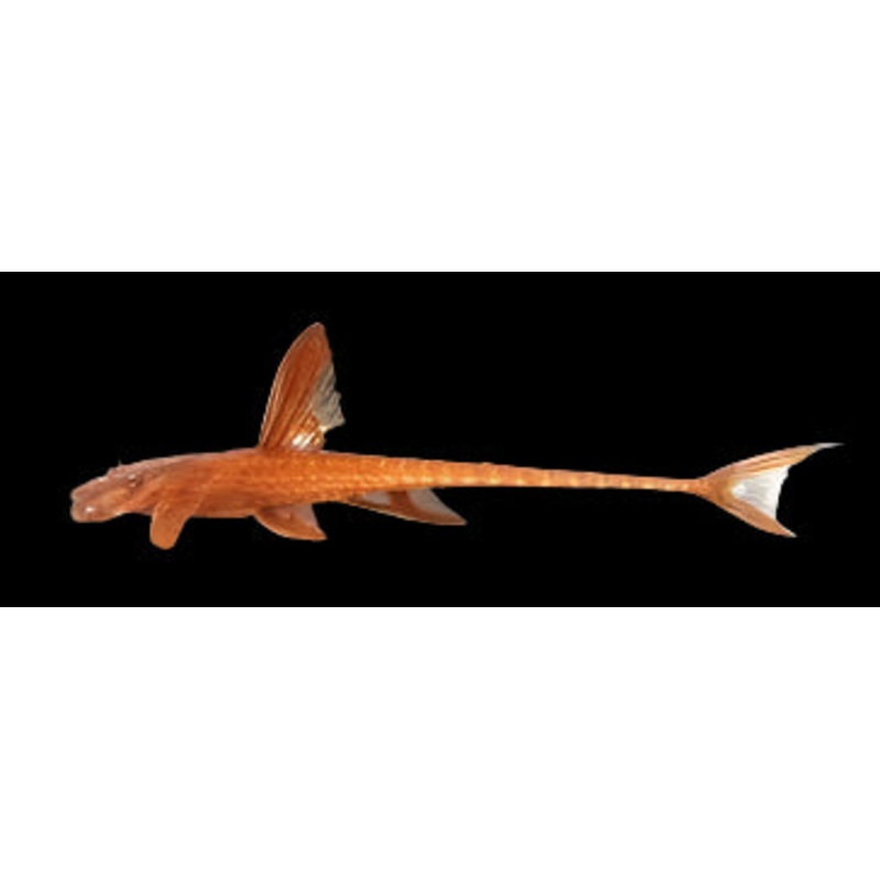 Red Lizard Catfish L10a