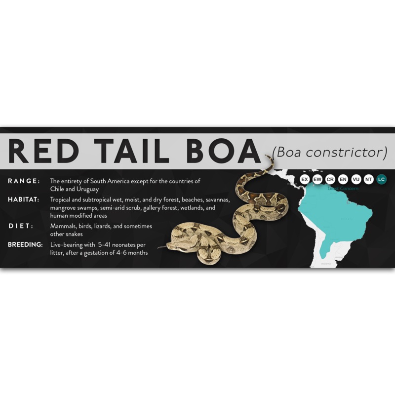 Red Tail Boa (Boa constrictor) – X Label Standard Laminated Paper