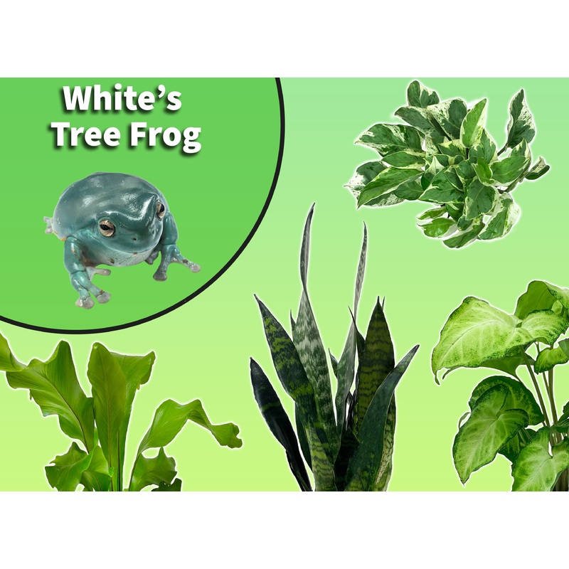 White’s Tree Frog Starter Plant Pack