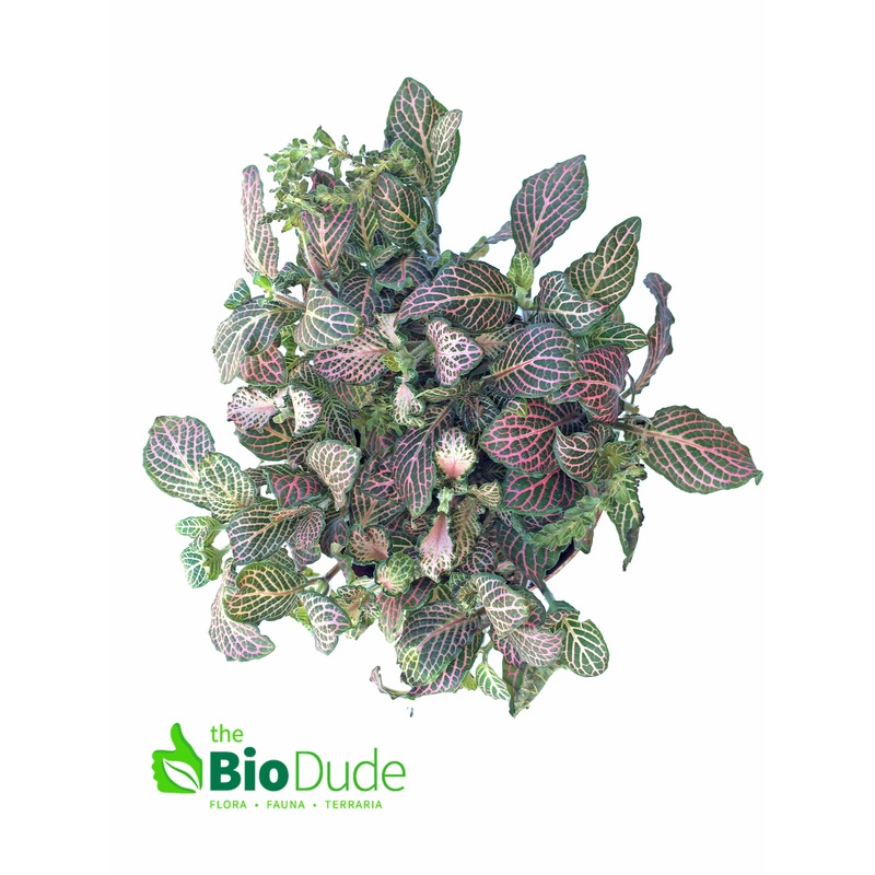 4″ Pot Fittonia Red
