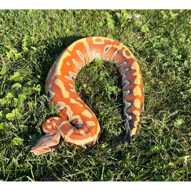 Adult 100% Het T- Blood Python  (Male)