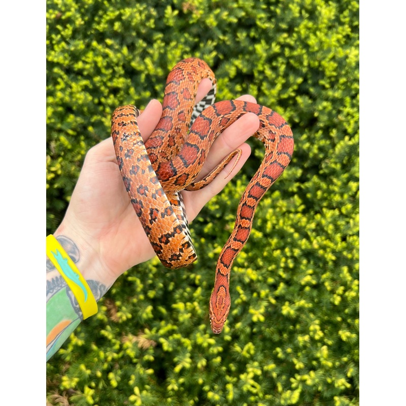 Adult Corn Snake (Male 2)