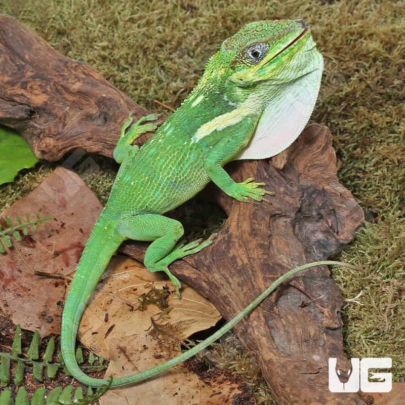 Adult Cuban Knight Anoles For Sale