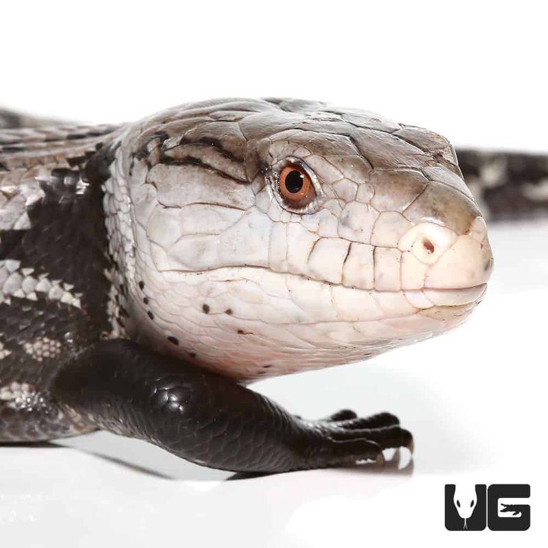 Adult Halmahera Blue Tongue Skink #3 (Tiliqua gigas) For Sale