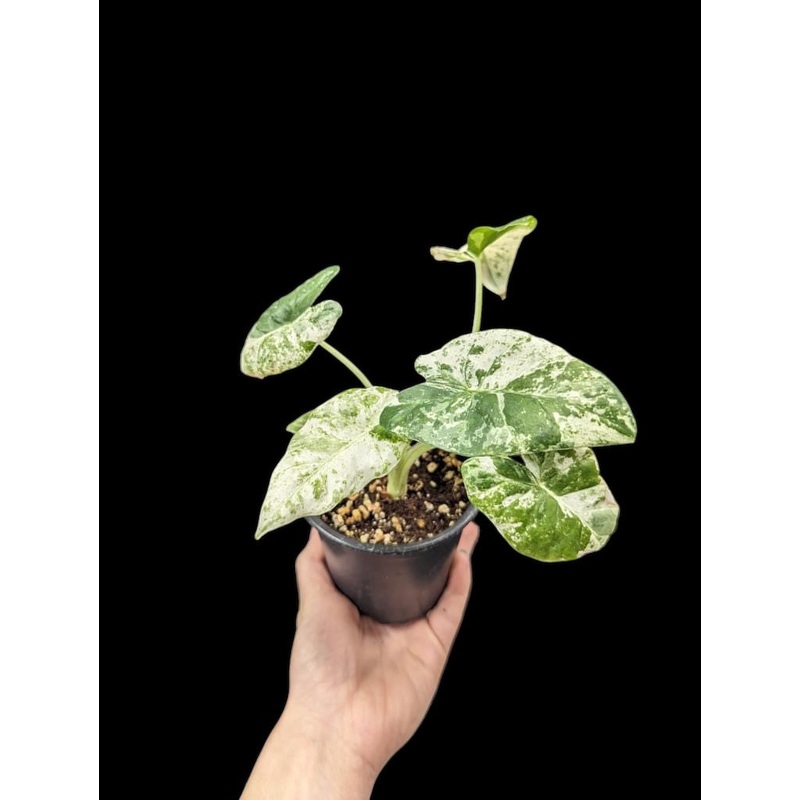 Alocasia odora batik albo variegata 2.5″ Pot – high variegation