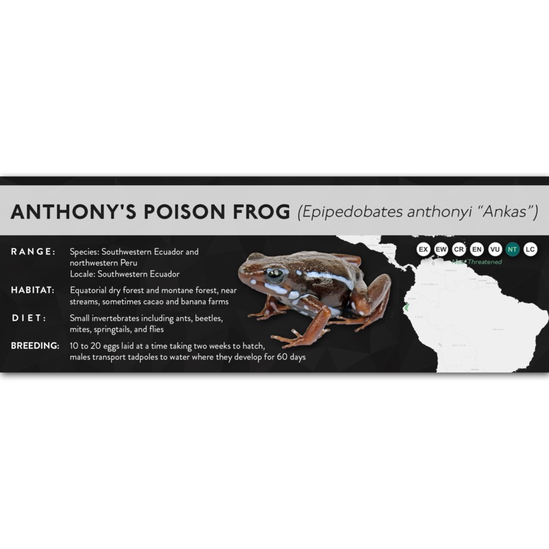 Anthony’s Poison Frog (Epipedobates anthonyi) – X Label Ankas Laminated Paper