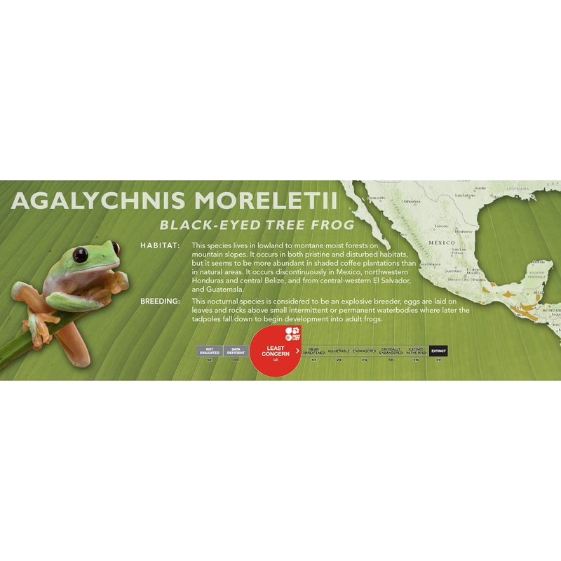 Black-Eyed Tree Frog (Agalychnis moreletii) – Classic Vivarium Label