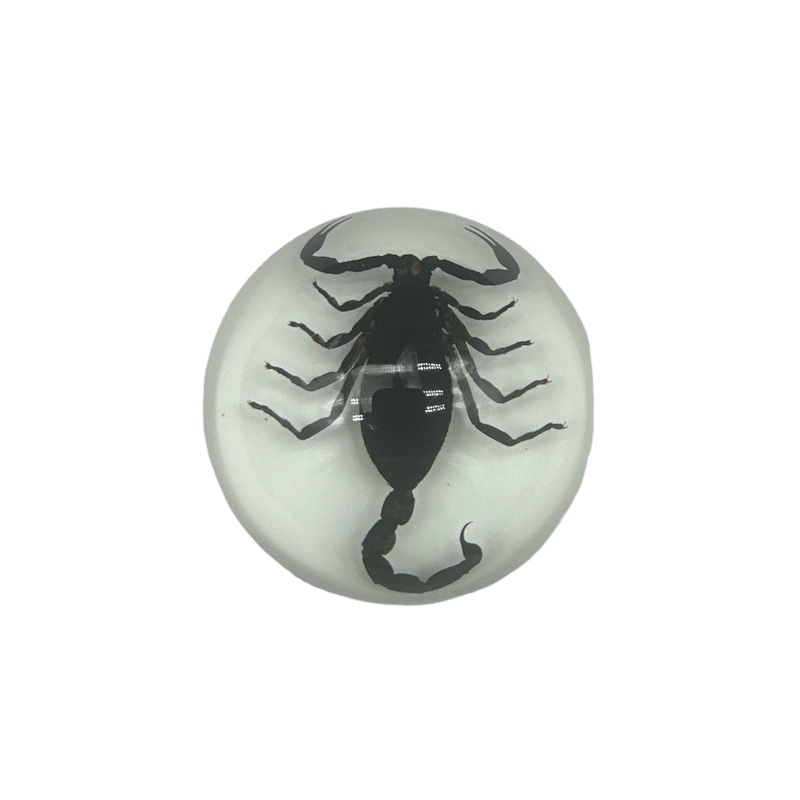 Black Scorpion – Specimen In Resin W/ White Base