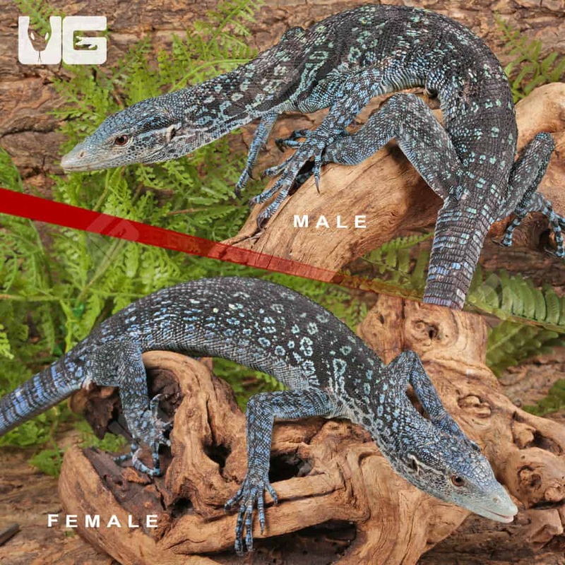 Blue Tree Monitors For Sale