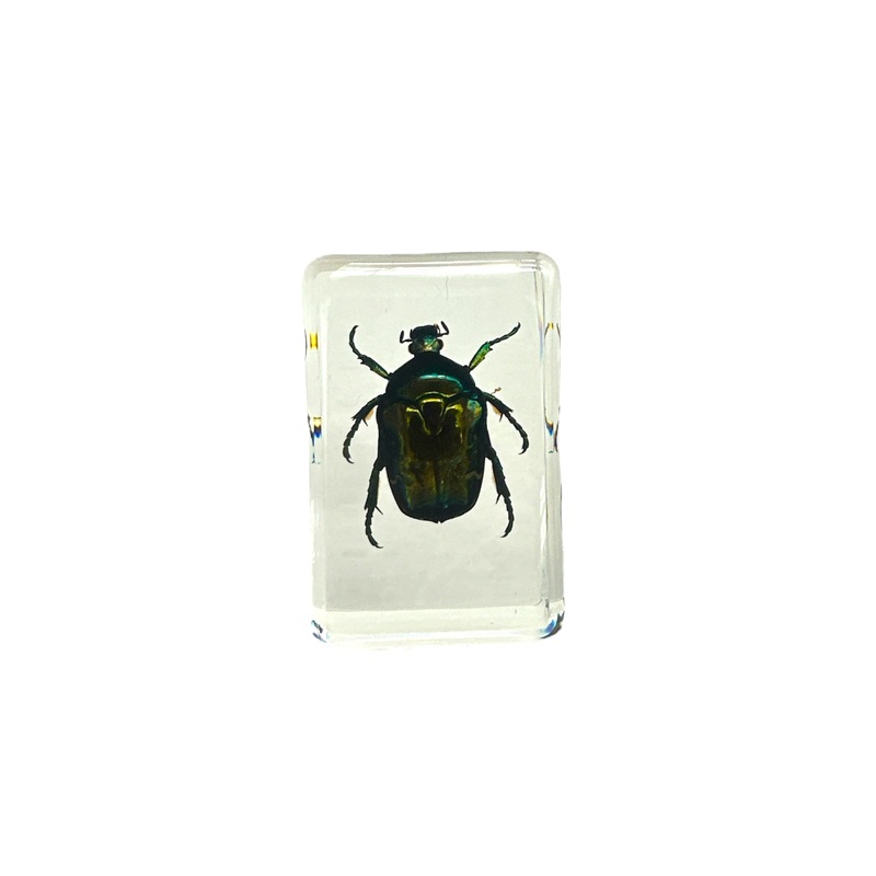 Cetonia aurate – Specimen In Resin