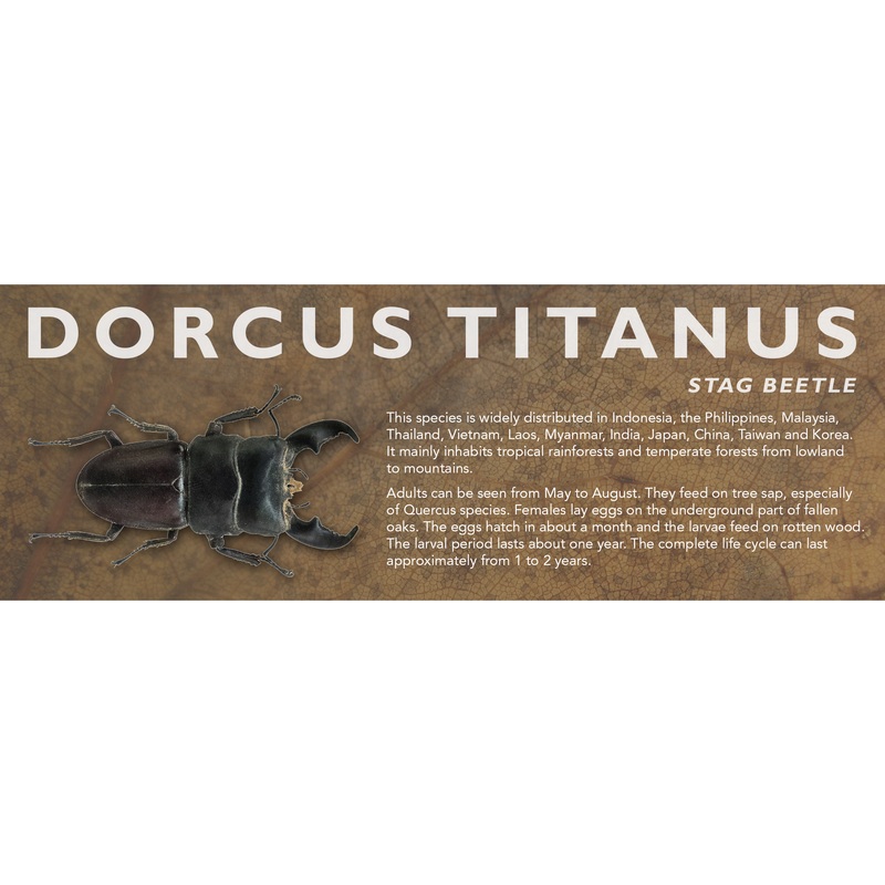 Dorcus titanus (Stag Beetle) – Beetle Label Standard Size 7″ x 2.5″