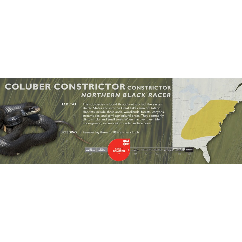 Eastern Racer (Coluber constrictor) Classic Vivarium Label Northern (constrictor)