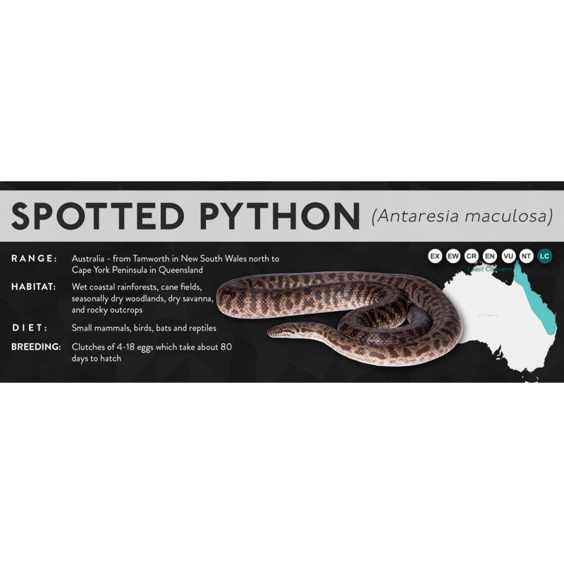 Spotted Python (Antaresia maculosa) – X Label Laminated Paper