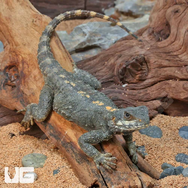 Starred Agama For Sale