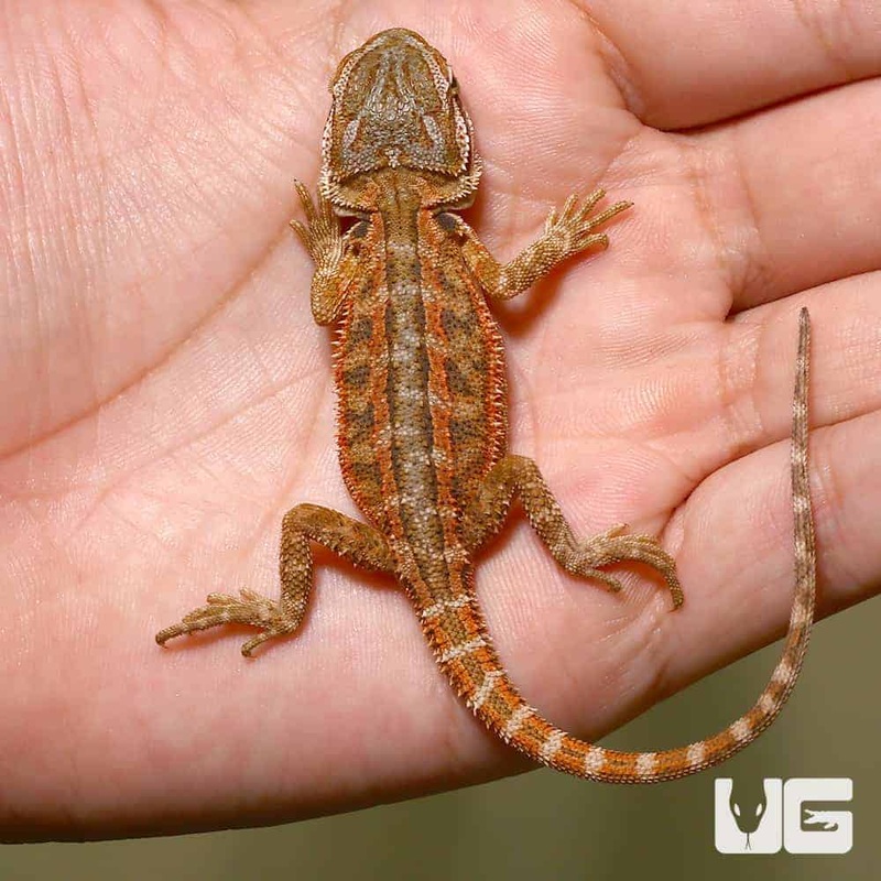 Toasted Chestnut Bearded Dragons (Pogona vitticeps) For Sale