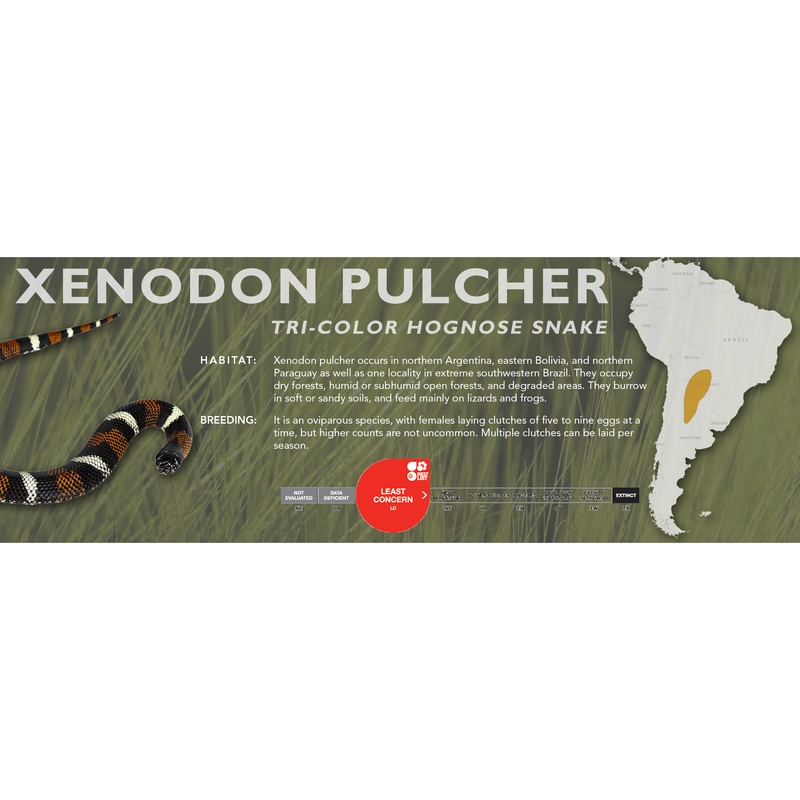 Tri-Color Hognose Snake (Xenodon pulcher) Classic Vivarium Label