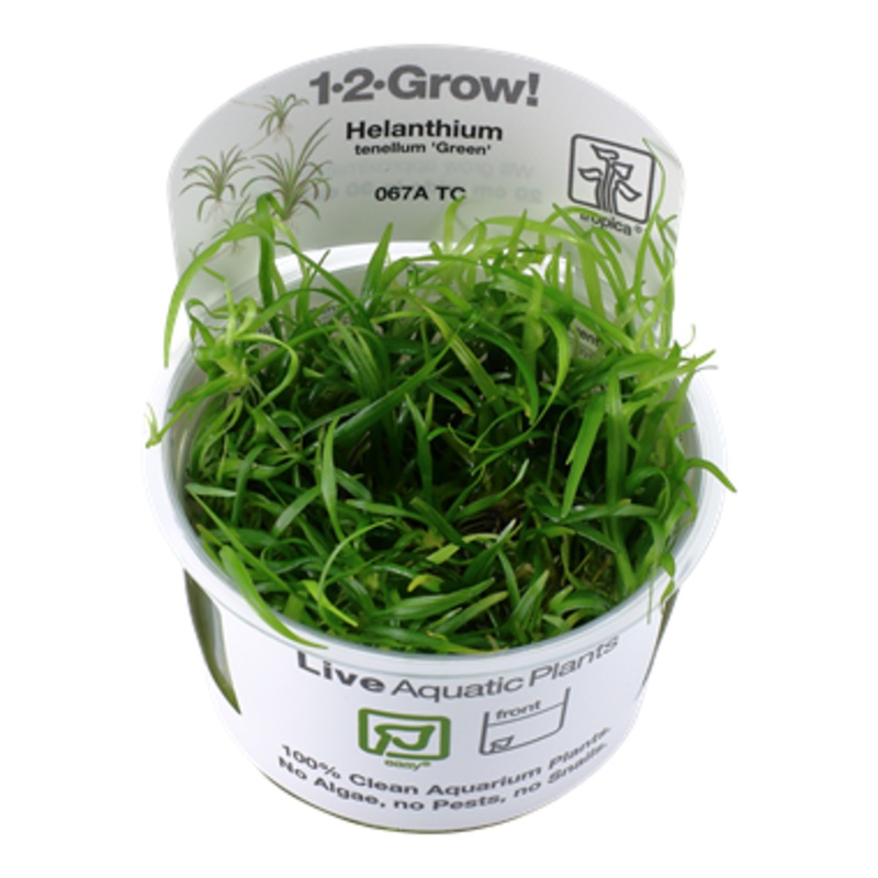Tropica Helanthium tenellum Green 1-2-Grow