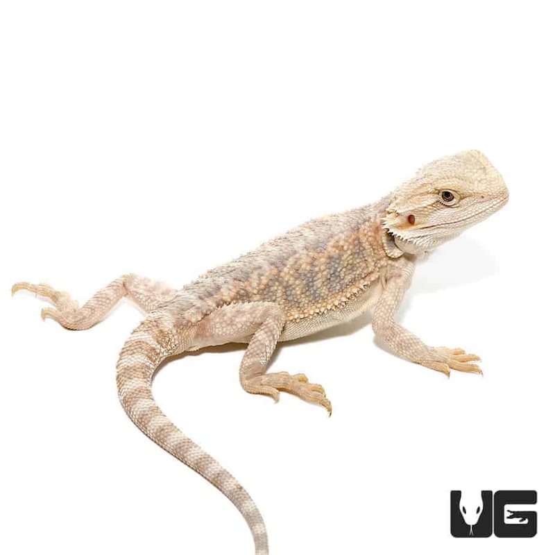6-8 Inch Hypo Citrus Bearded Dragon For Sale