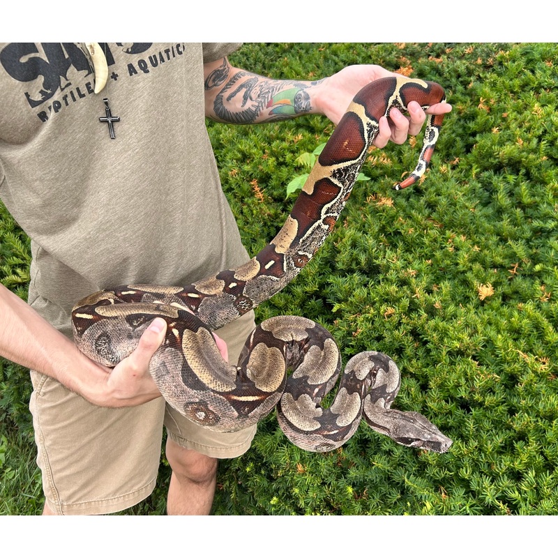 7 Adult Guyana Boa (Female)