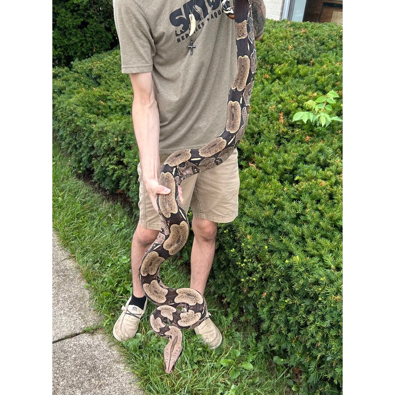 7 Adult Guyana Boa (Male)