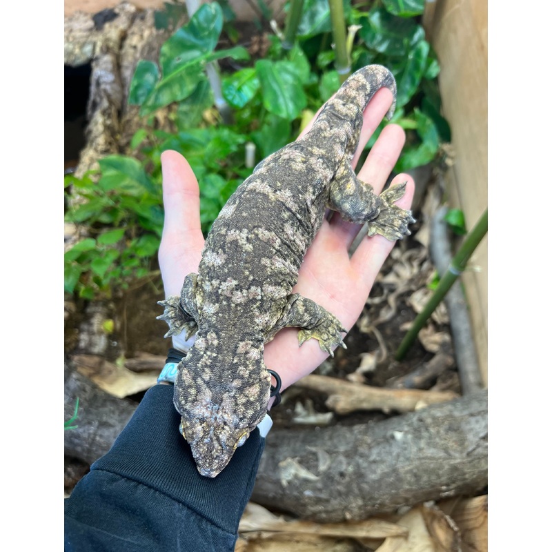Adult Island X Leachianus Gecko (Male)