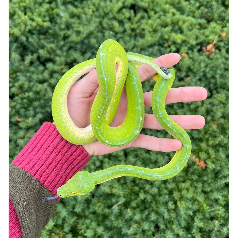 Adult Lereh Green Tree Python (Female)