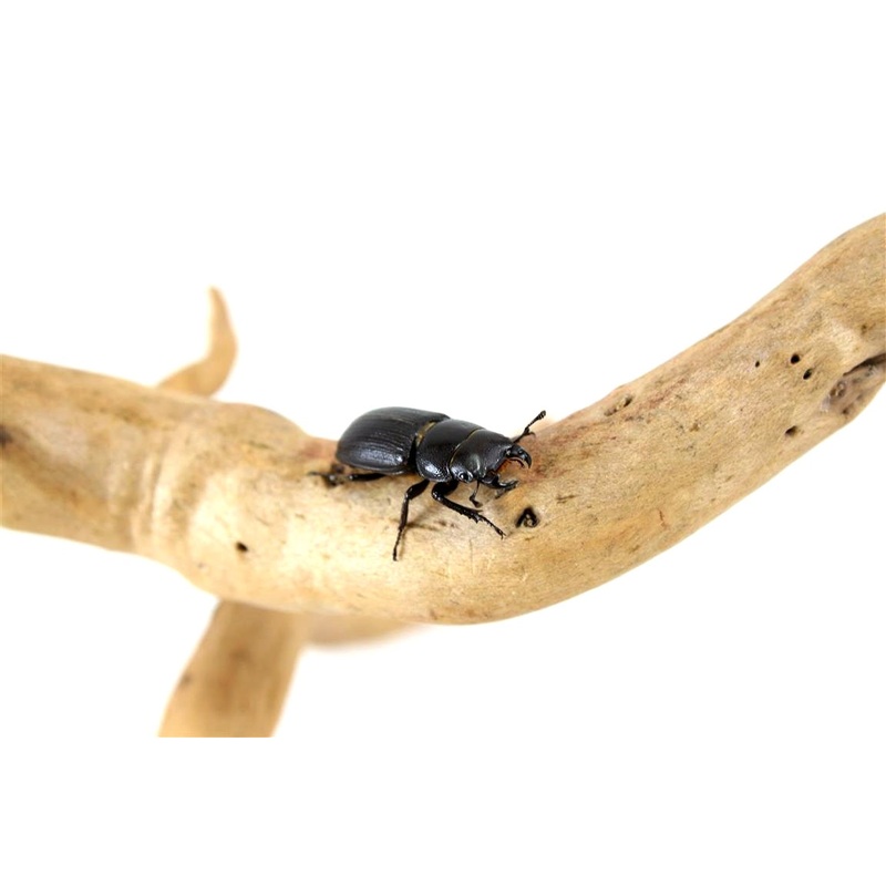 Antelope Beetle