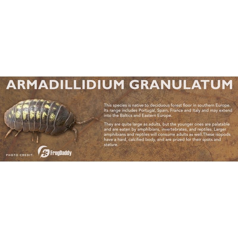 Armadillidium granulatum – Isopod Label Standard Size 7″ x 2.5″