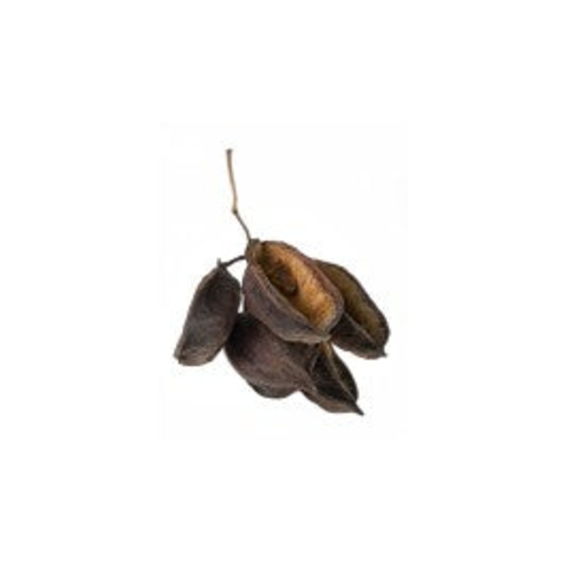 Australian Bottle Tree Pods 5 pods