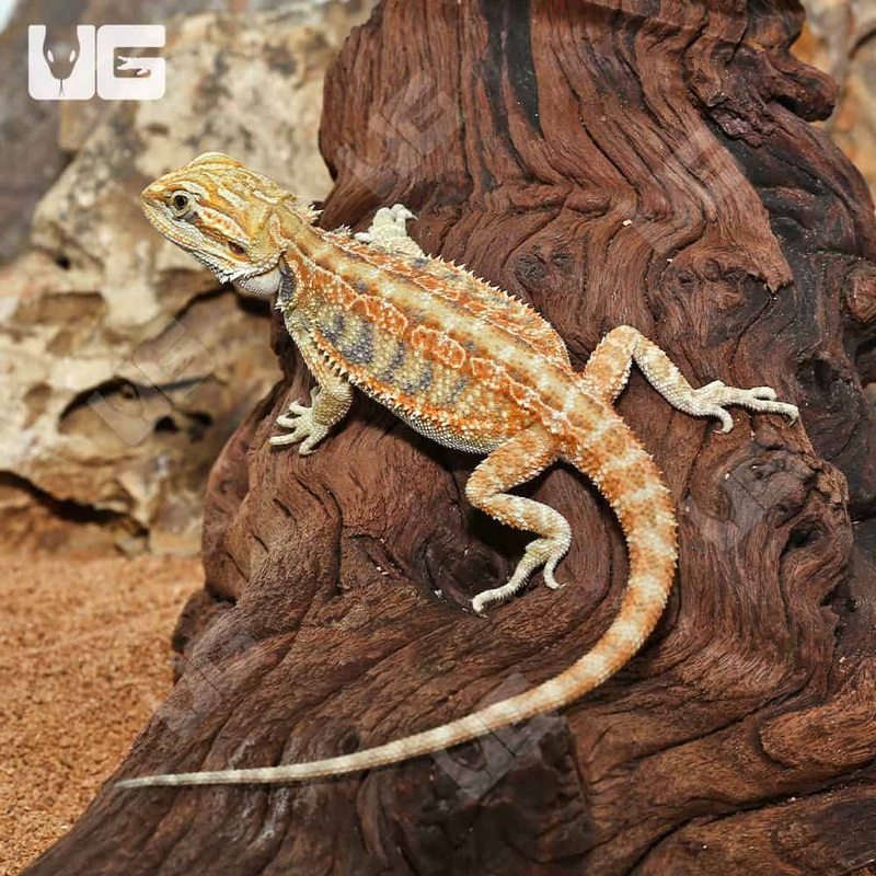 Baby Hypo Blue Bar Leatherback Bearded Dragon For Sale