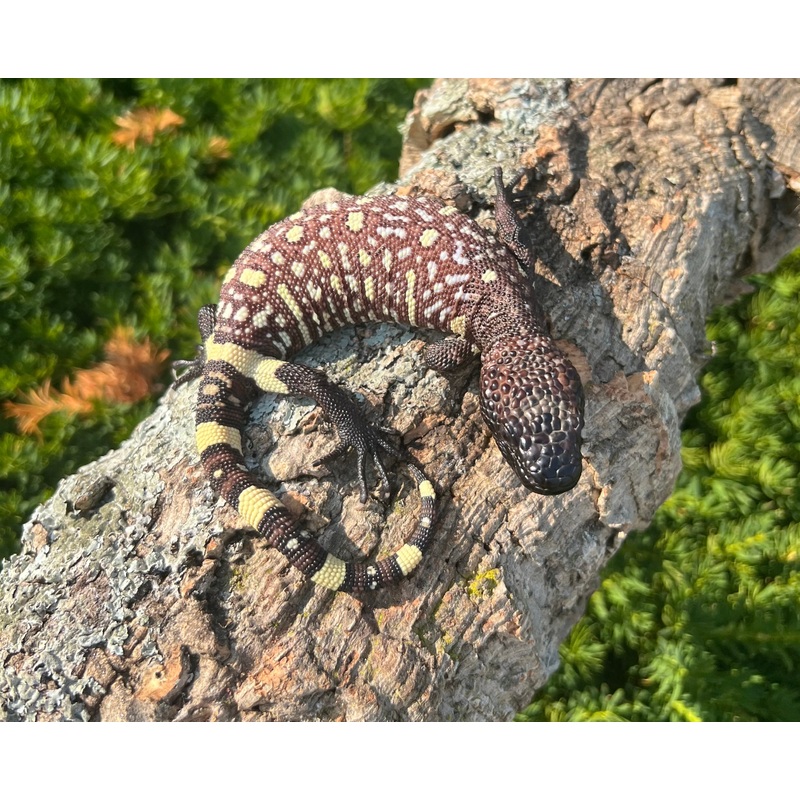 Baby Rio-Fuerte Beaded Lizard (3)