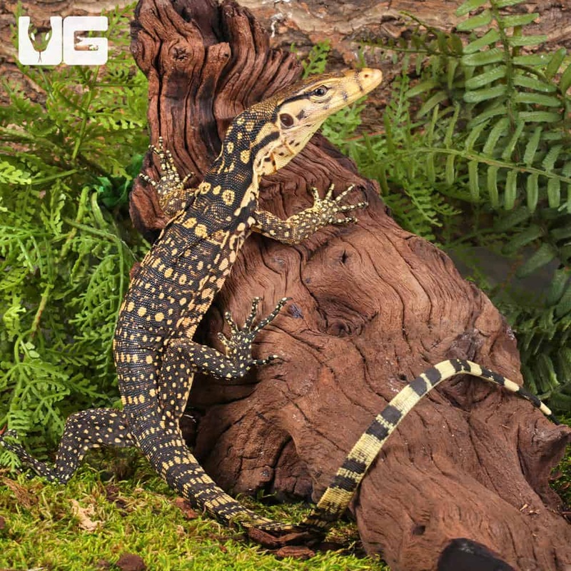 Baby Sumbawa Water Monitors For Sale