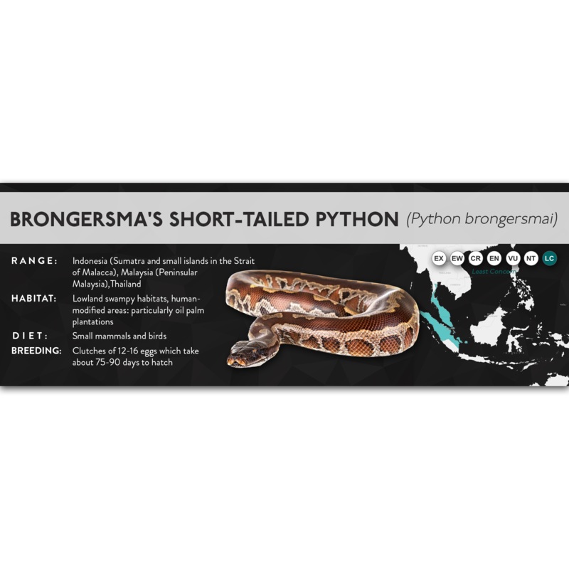 Brongersma’s Short-Tailed Python (Python brongersmai) – X Label Laminated Paper
