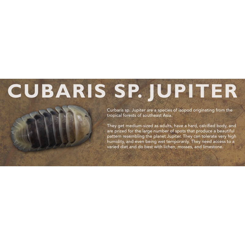 Cubaris sp. Jupiter – Isopod Label Standard Size 7″ x 2.5″