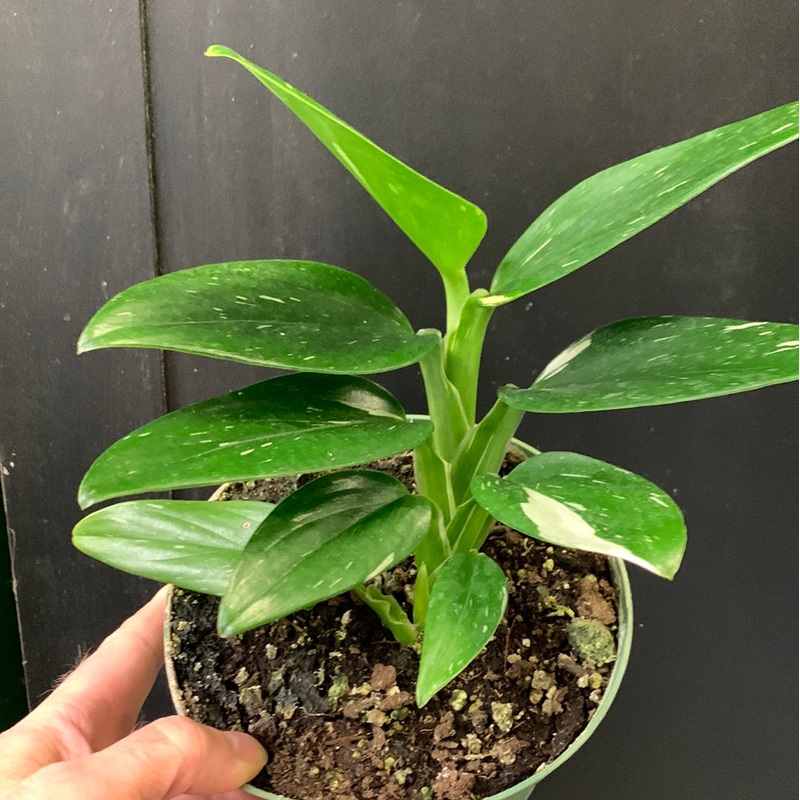 Monstera standleyana Albo Variegata 3″ Pot