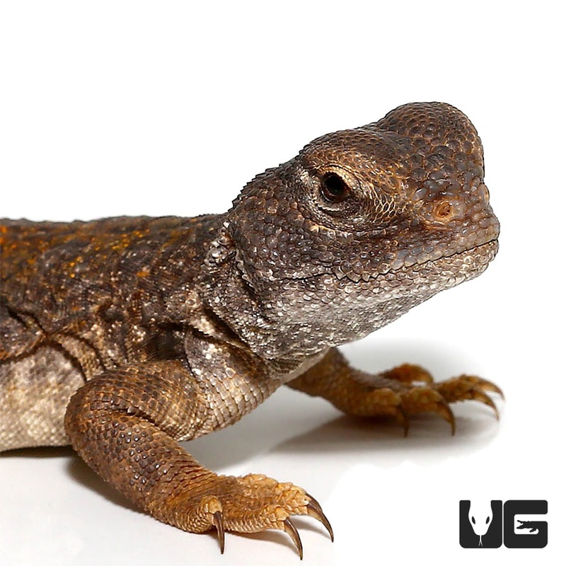 Moroccan Uromastyx