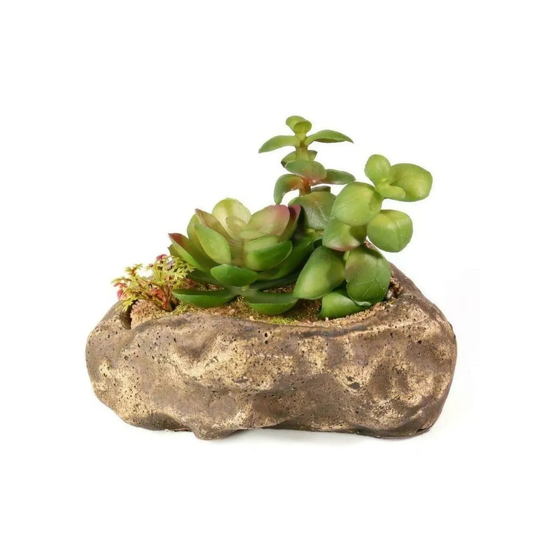 Pangea Succulent Garden #2
