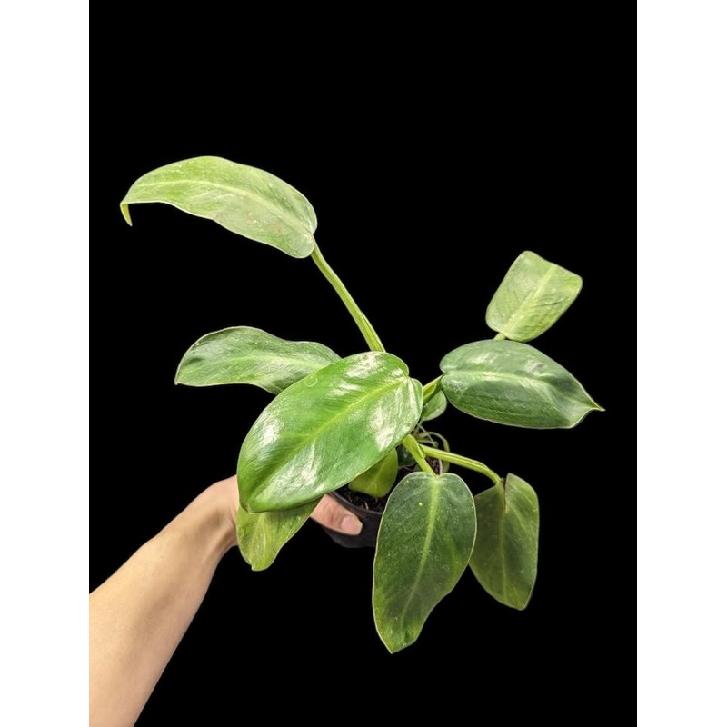 Philodendron Jose Buono 3.5″ Pot