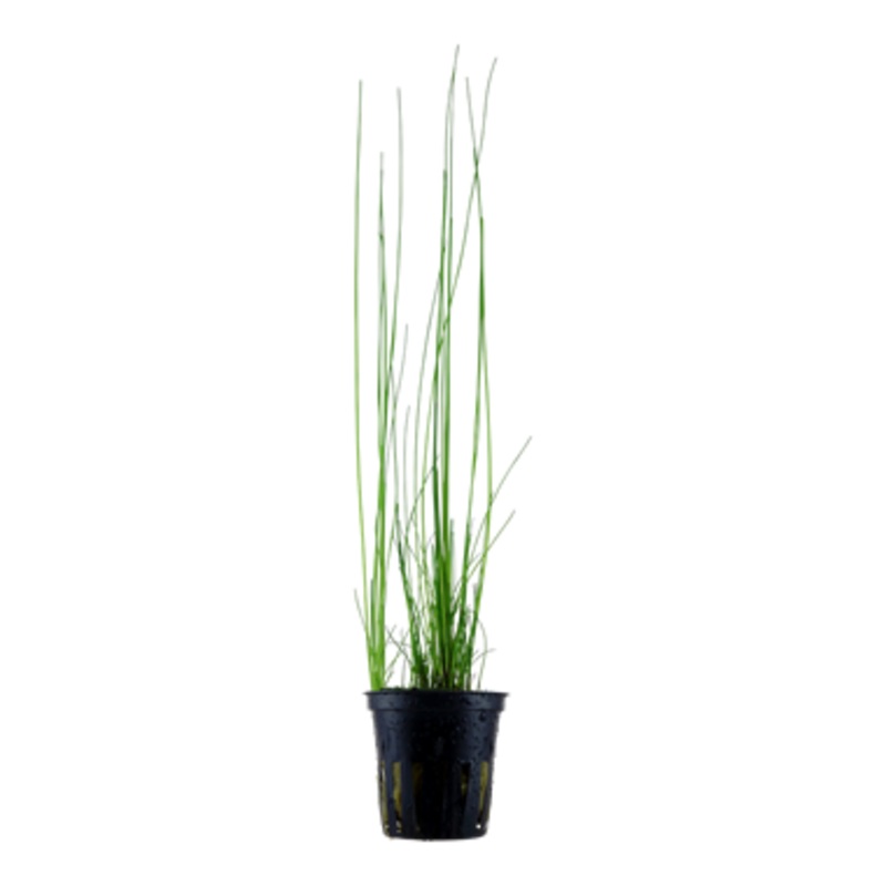 Tropica Eleocharis montevidensis